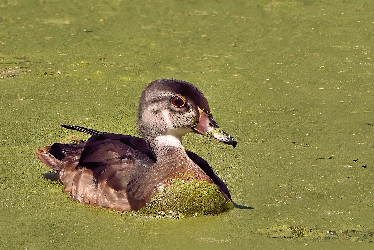 Wood Duck - ML641025551