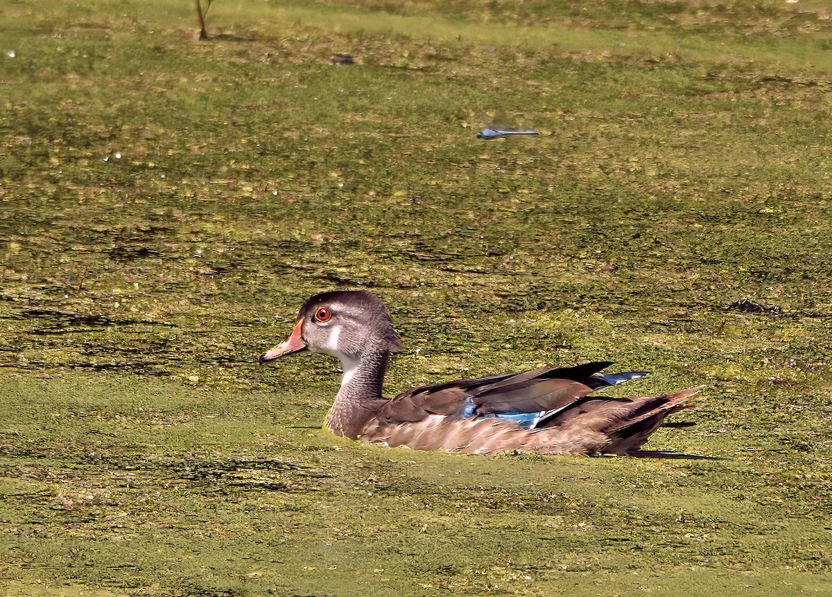 Wood Duck - ML641025552