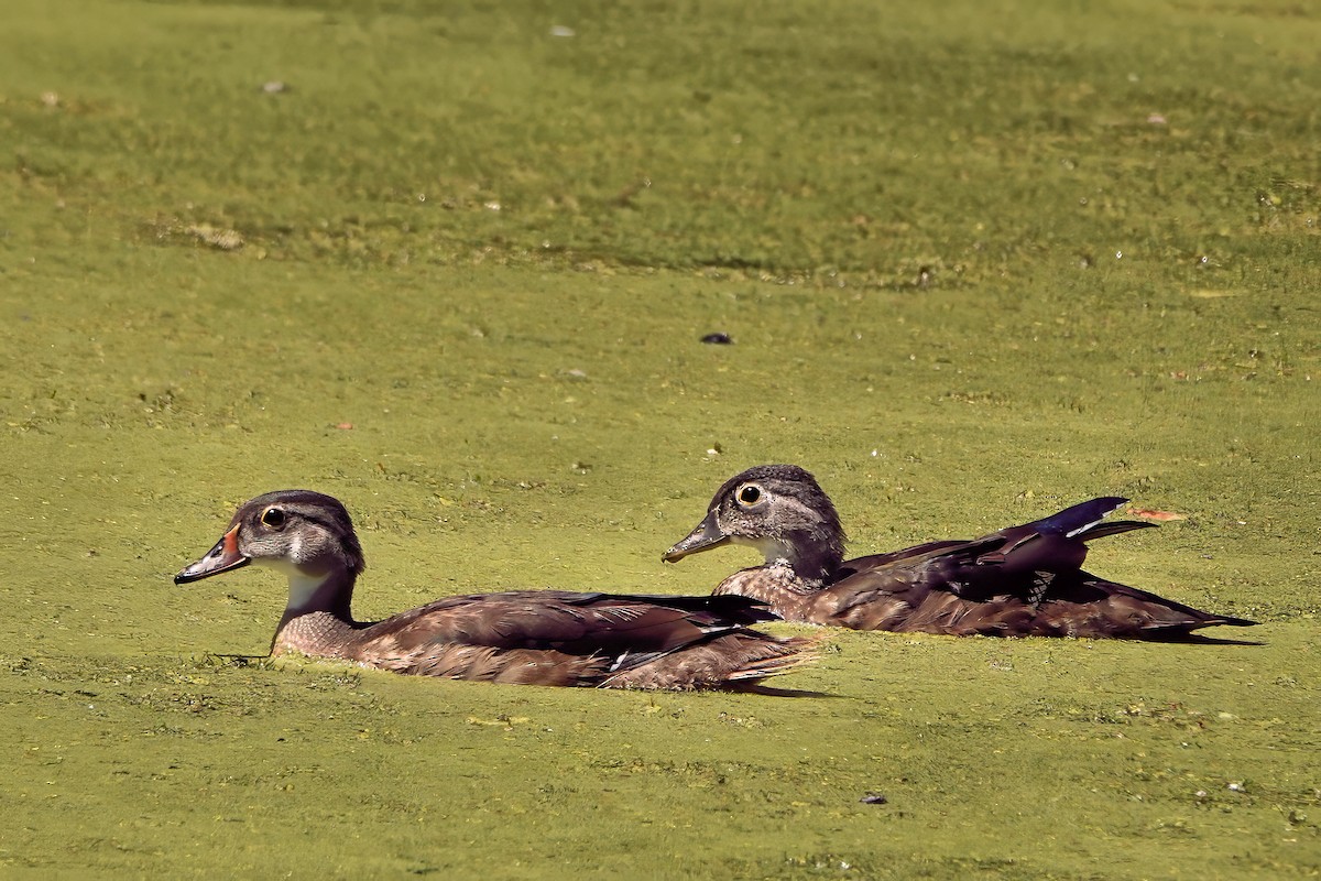 Wood Duck - ML641025553