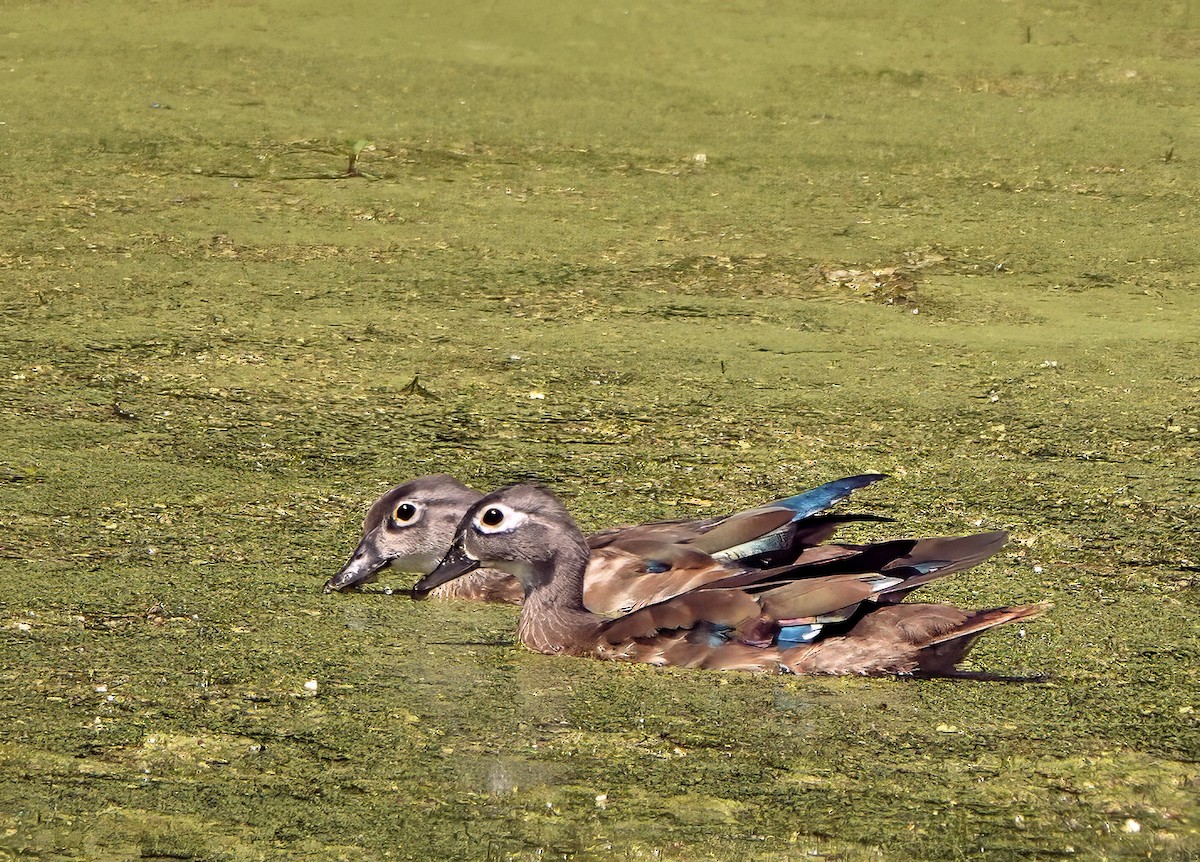 Wood Duck - ML641025554