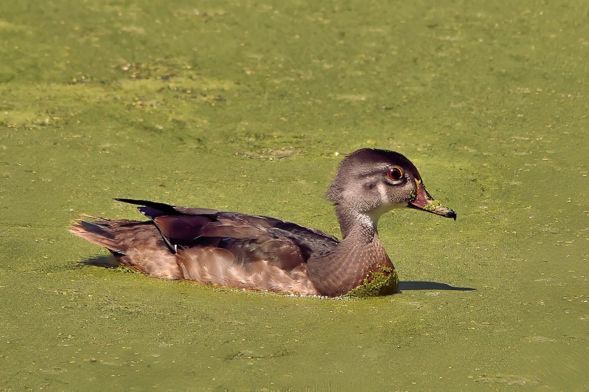 Wood Duck - ML641025555