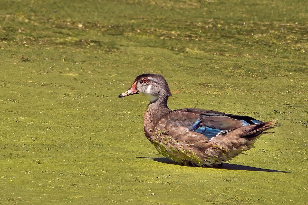 Wood Duck - ML641025556