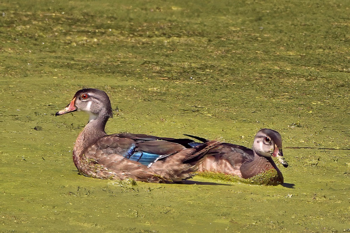 Wood Duck - ML641025557