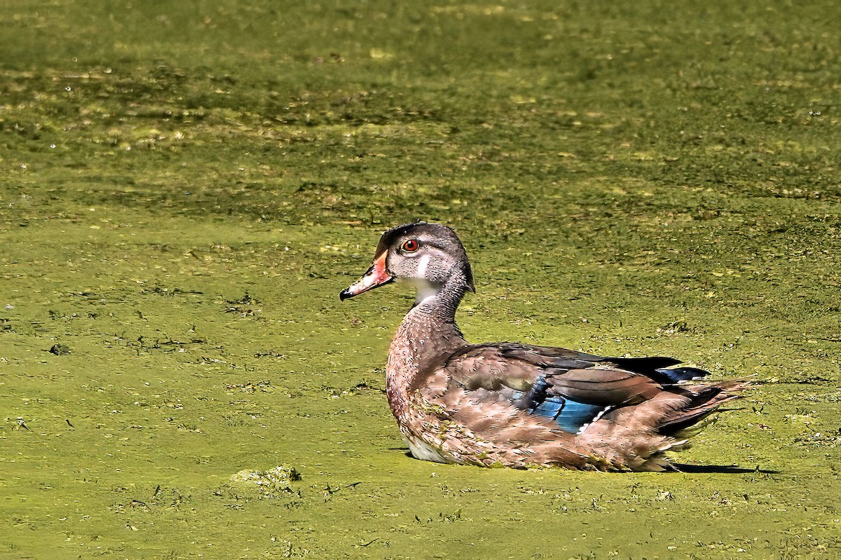 Wood Duck - ML641025558