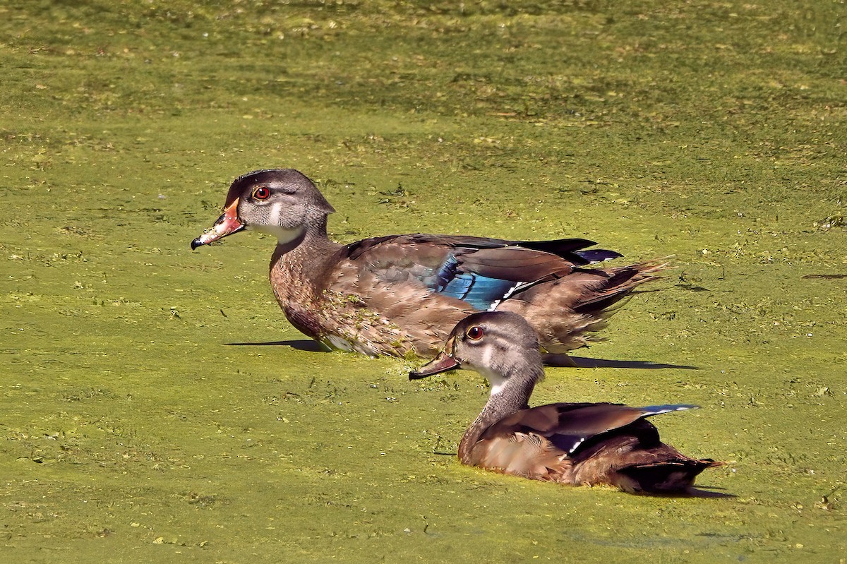 Wood Duck - ML641025559