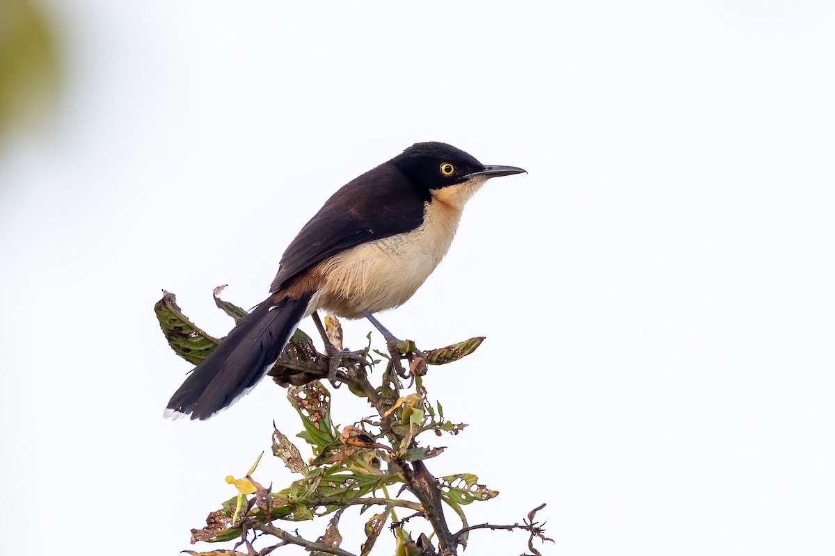 Black-capped Donacobius - ML641025560