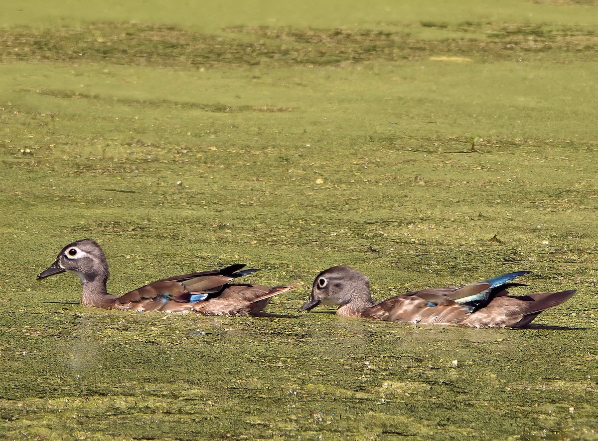 Wood Duck - ML641025561