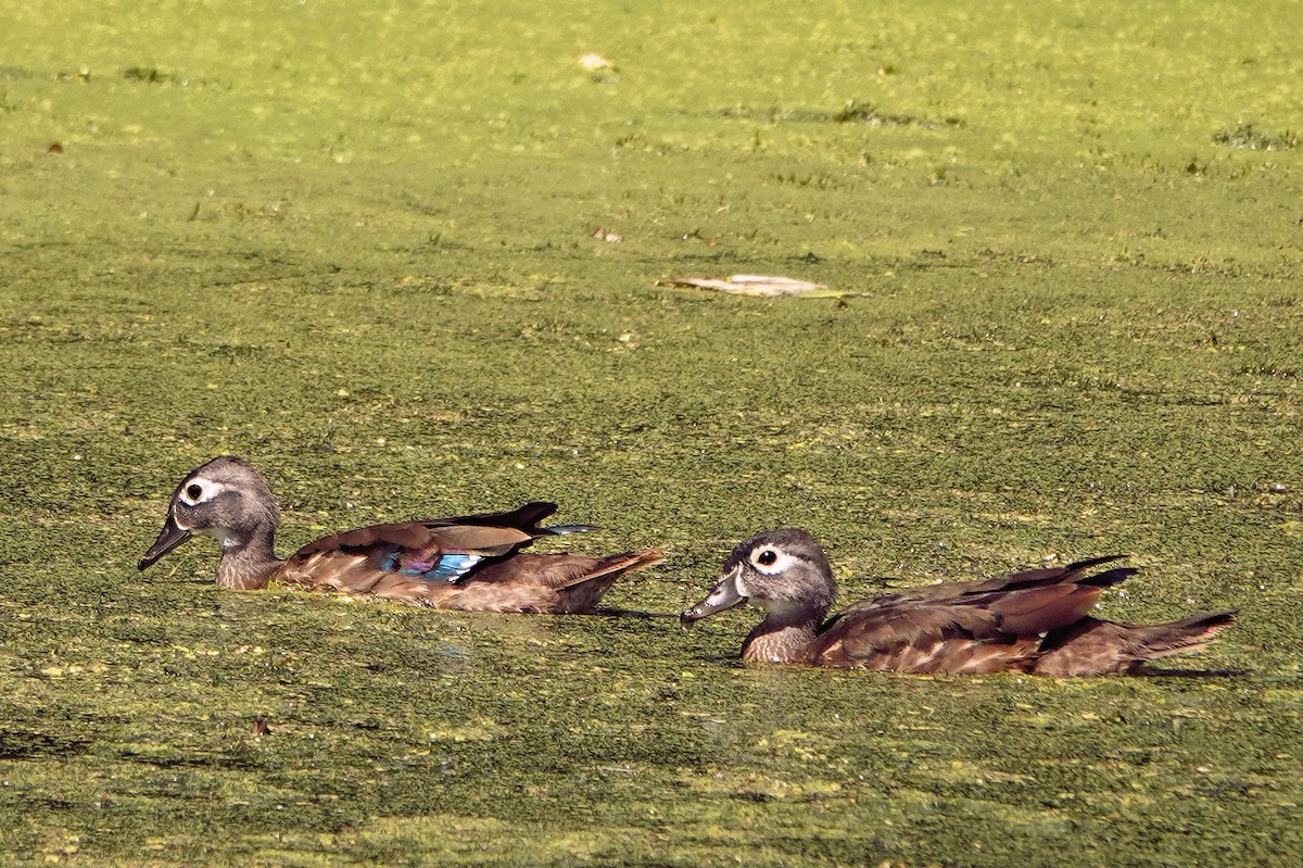 Wood Duck - ML641025562