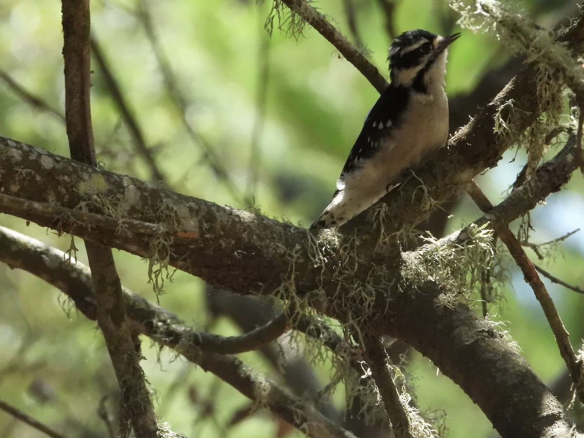 Downy Woodpecker - ML641025566