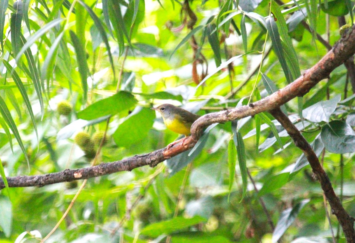 svartbrystparula - ML641025612