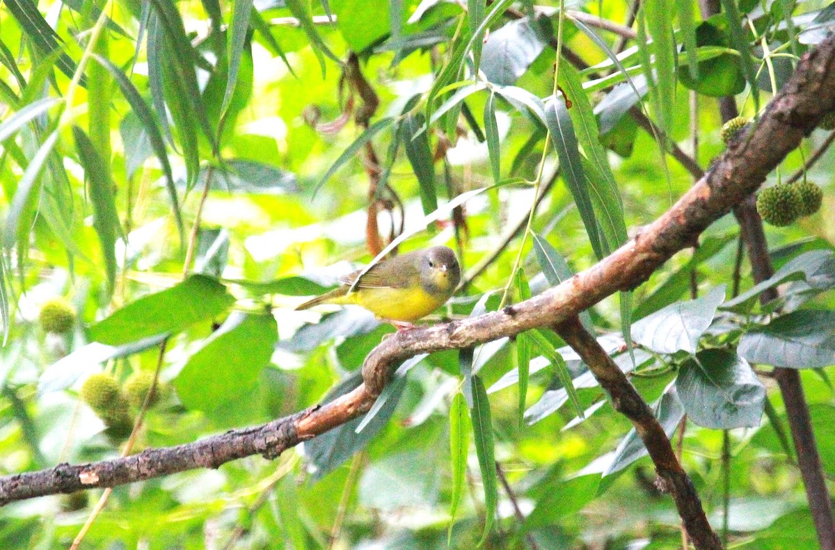 svartbrystparula - ML641025629