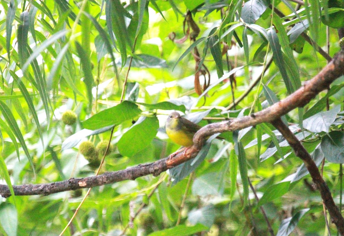 svartbrystparula - ML641025638