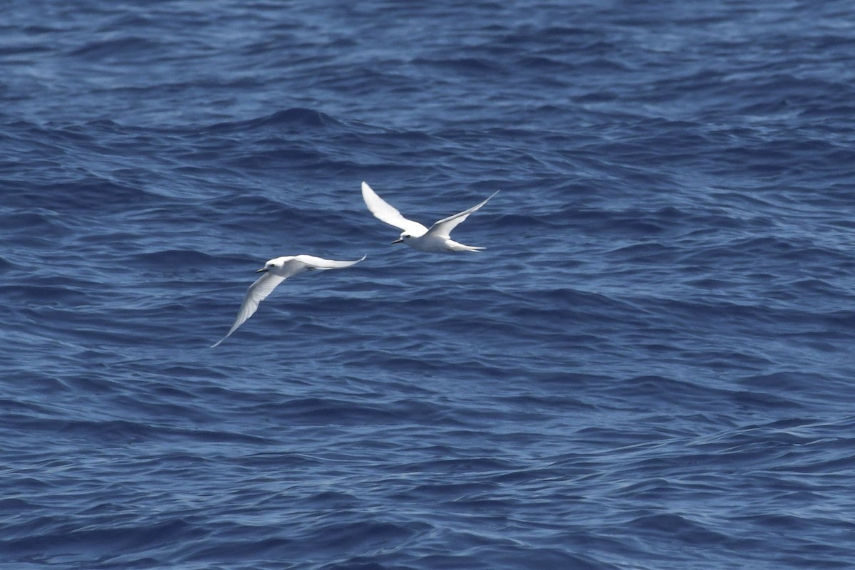 White Tern - ML641025642