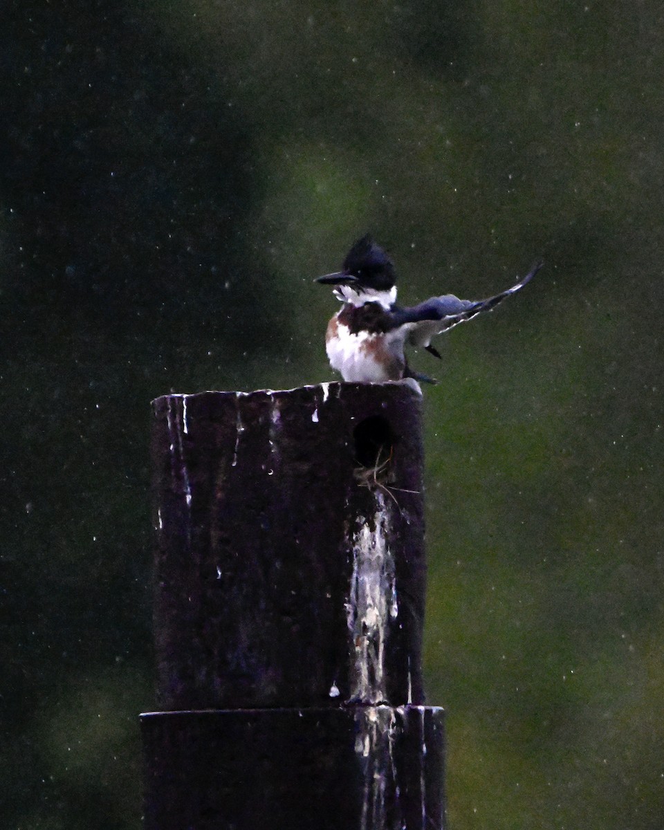 Belted Kingfisher - ML641025665