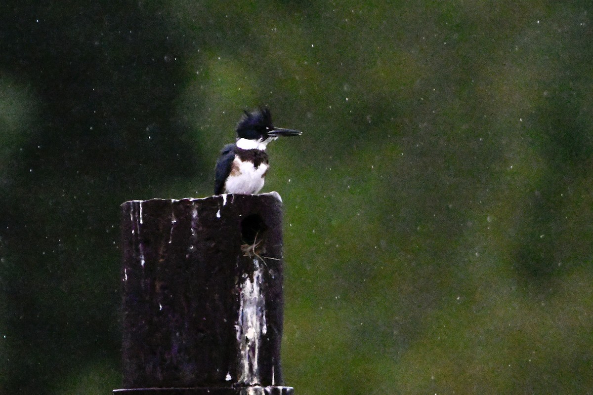 Belted Kingfisher - ML641025666