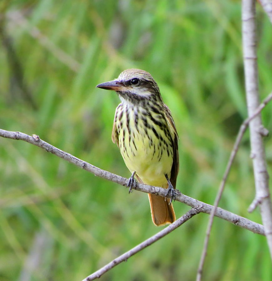 Sulphur-bellied Flycatcher - ML641025675