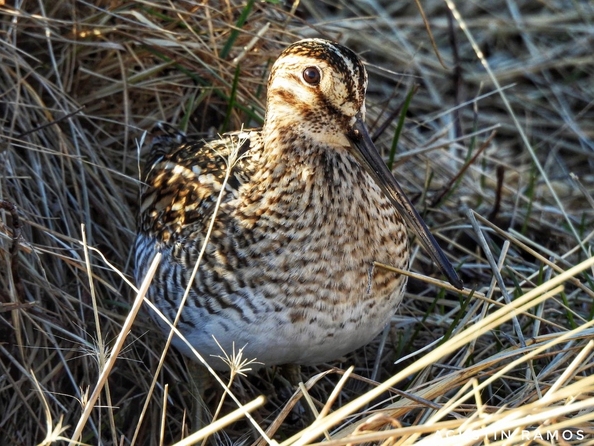 Magellanic Snipe - ML641025743