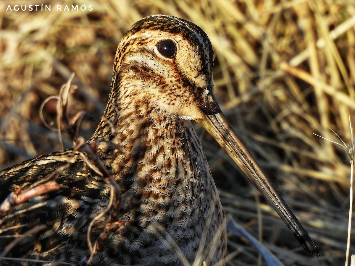 Magellanic Snipe - ML641025744