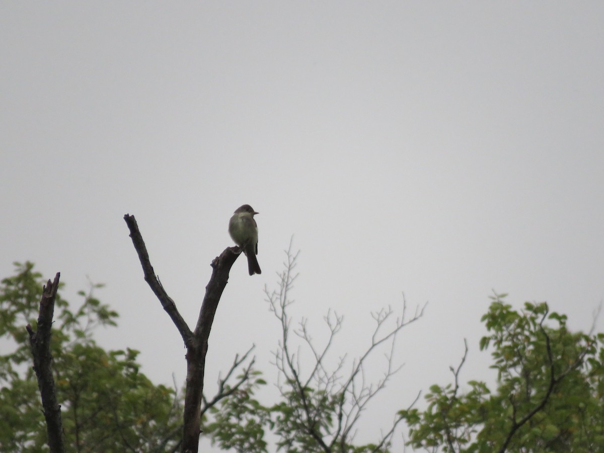 Eastern Wood-Pewee - ML641025754