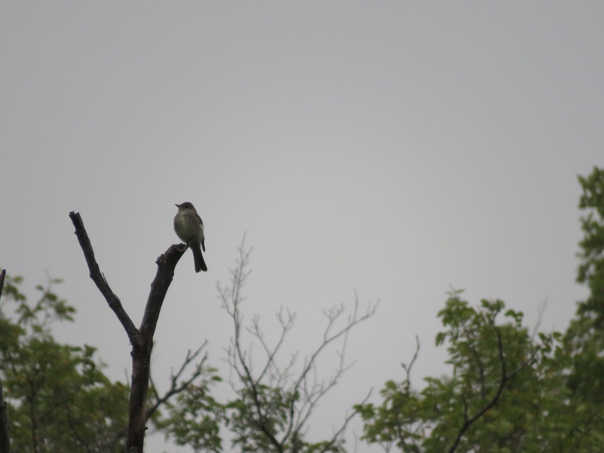 Eastern Wood-Pewee - ML641025757