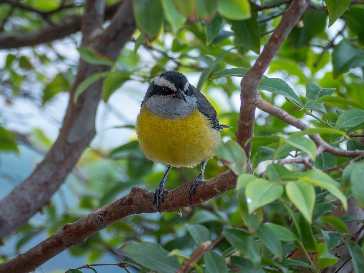 Bananaquit - ML641025761