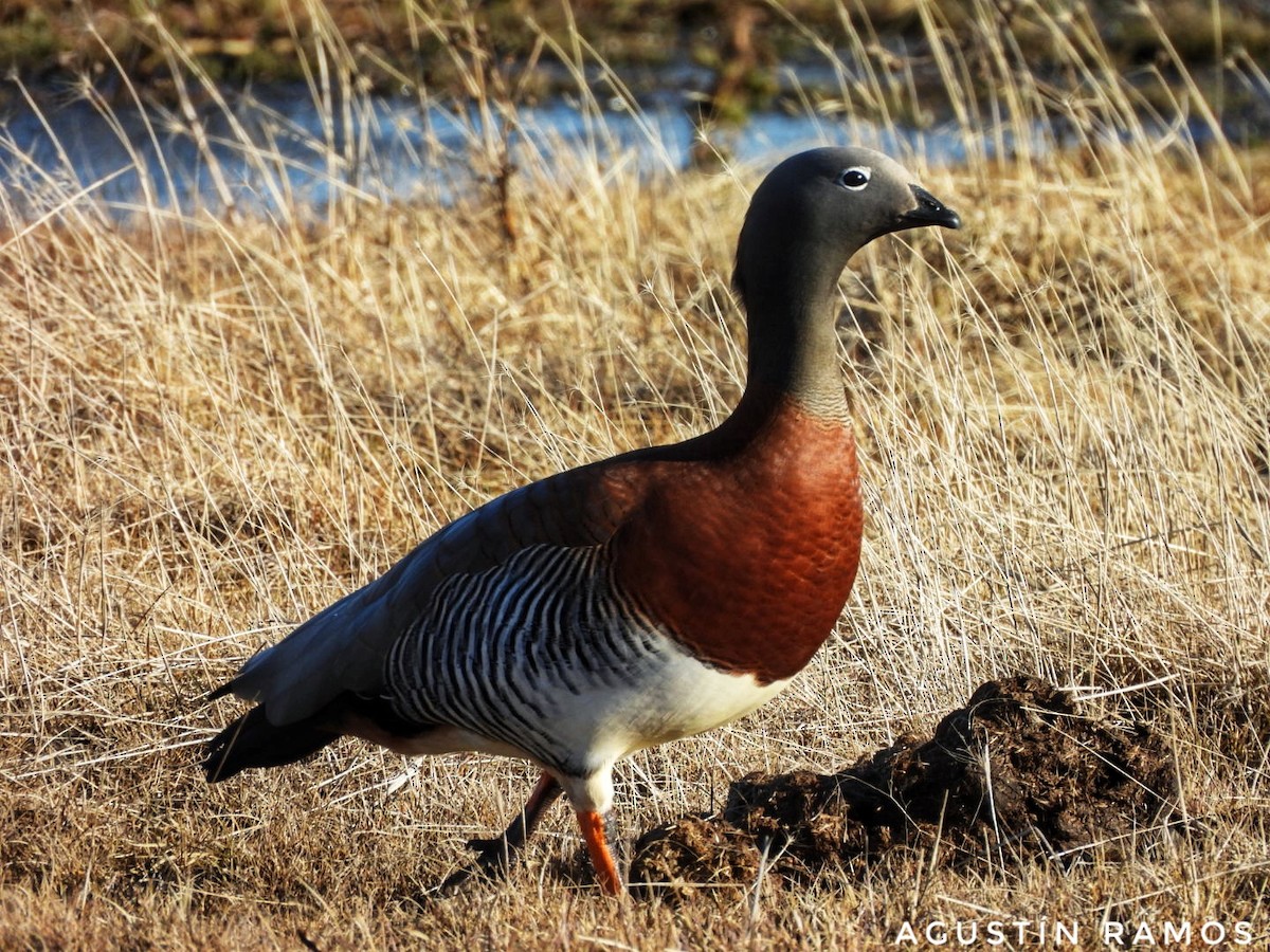 Ashy-headed Goose - ML641025763