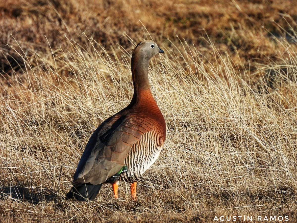Ashy-headed Goose - ML641025764