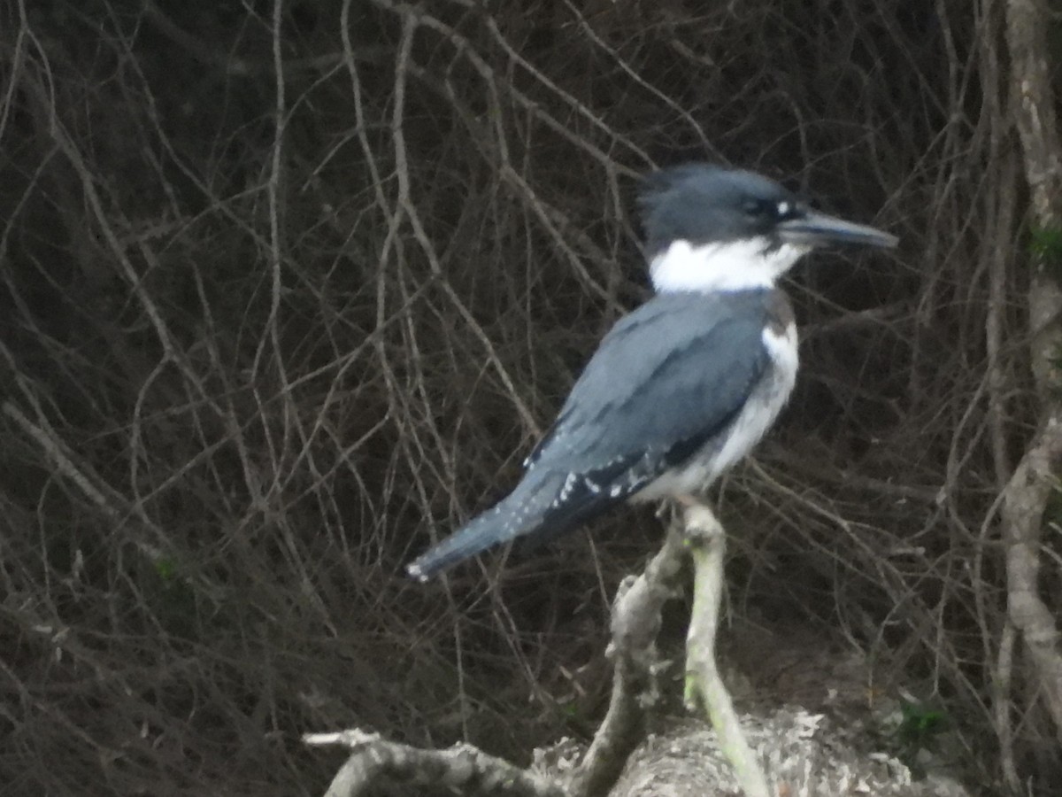 Belted Kingfisher - ML641025765