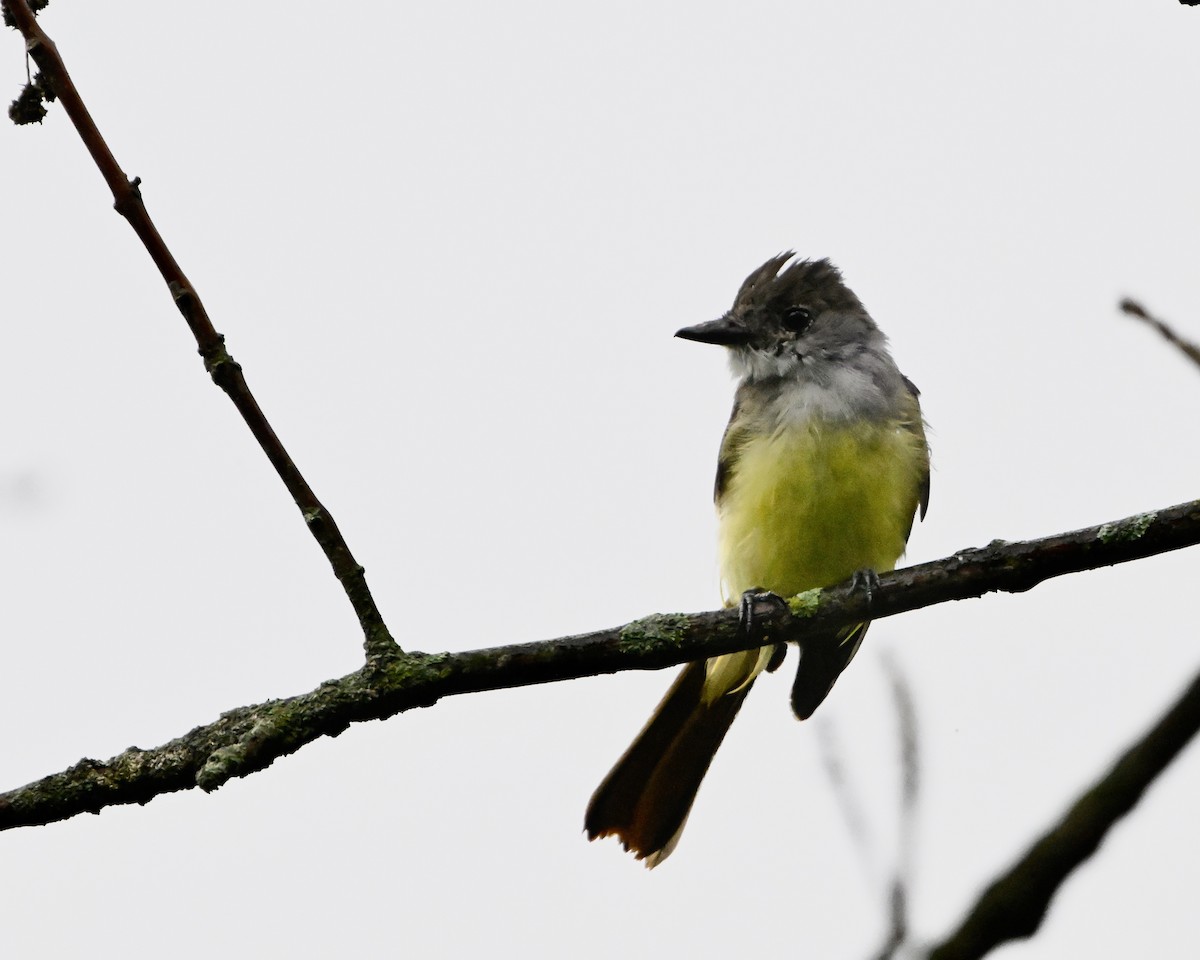 Great Crested Flycatcher - ML641025781