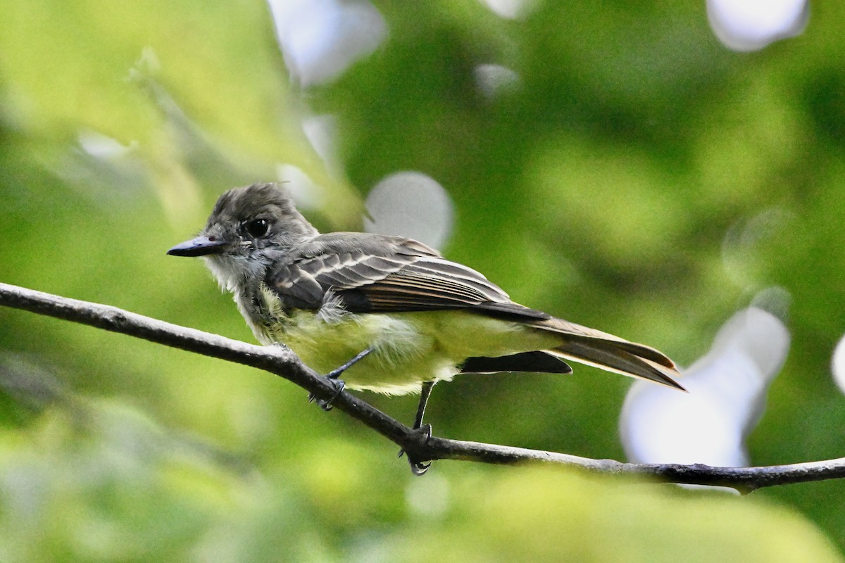 Great Crested Flycatcher - ML641025782