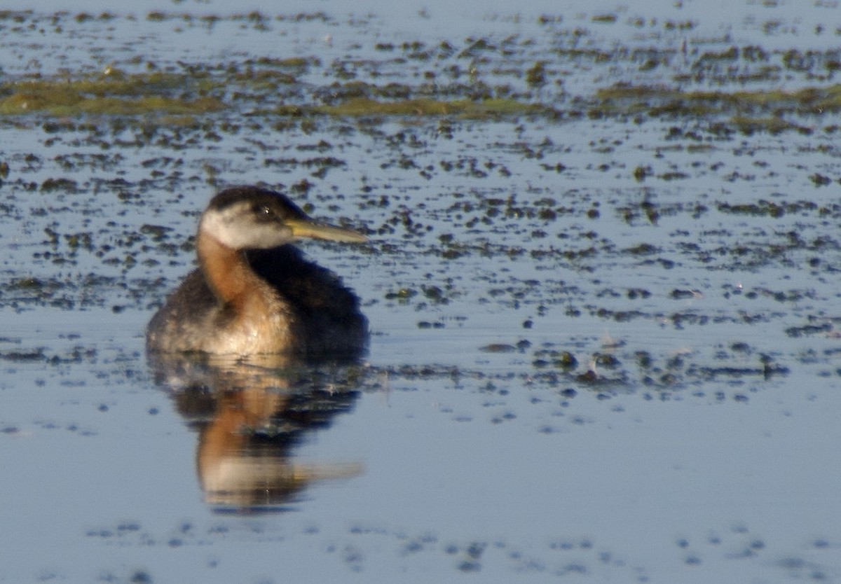 Red-necked Grebe - ML641025785