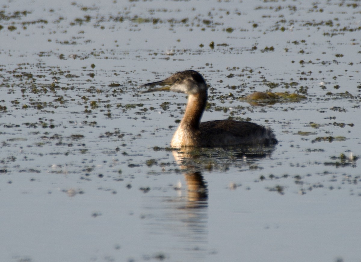 Red-necked Grebe - ML641025786