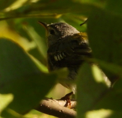 Meisenwaldsänger - ML641025799