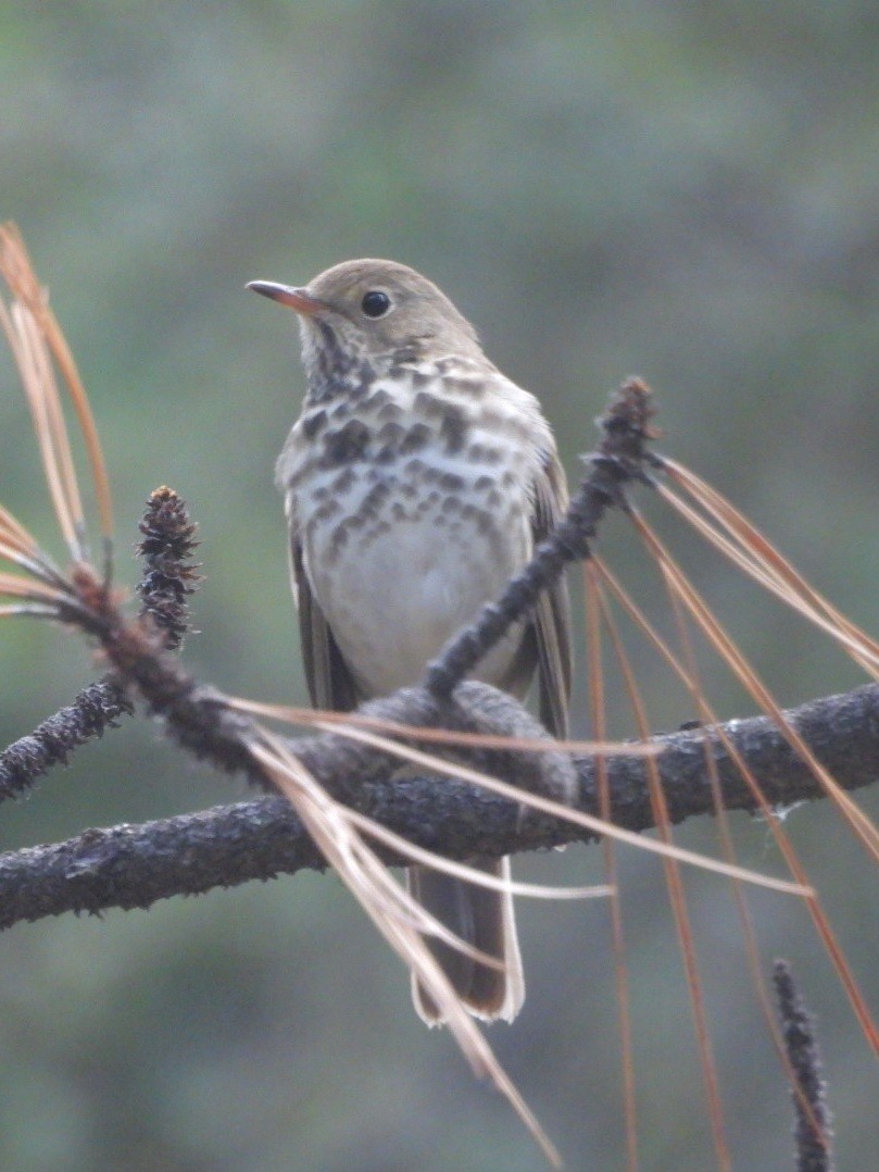 Hermit Thrush - ML641025800