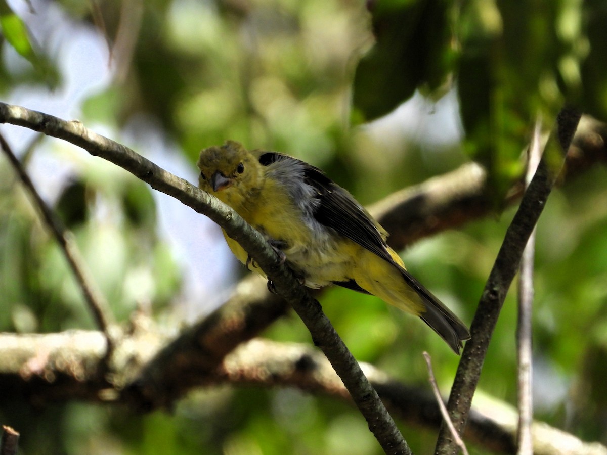 Scarlet Tanager - ML641025802