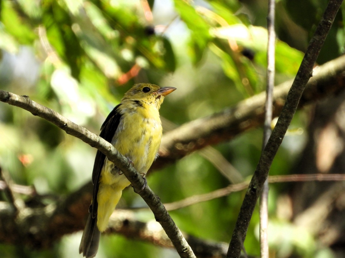 Scarlet Tanager - ML641025803