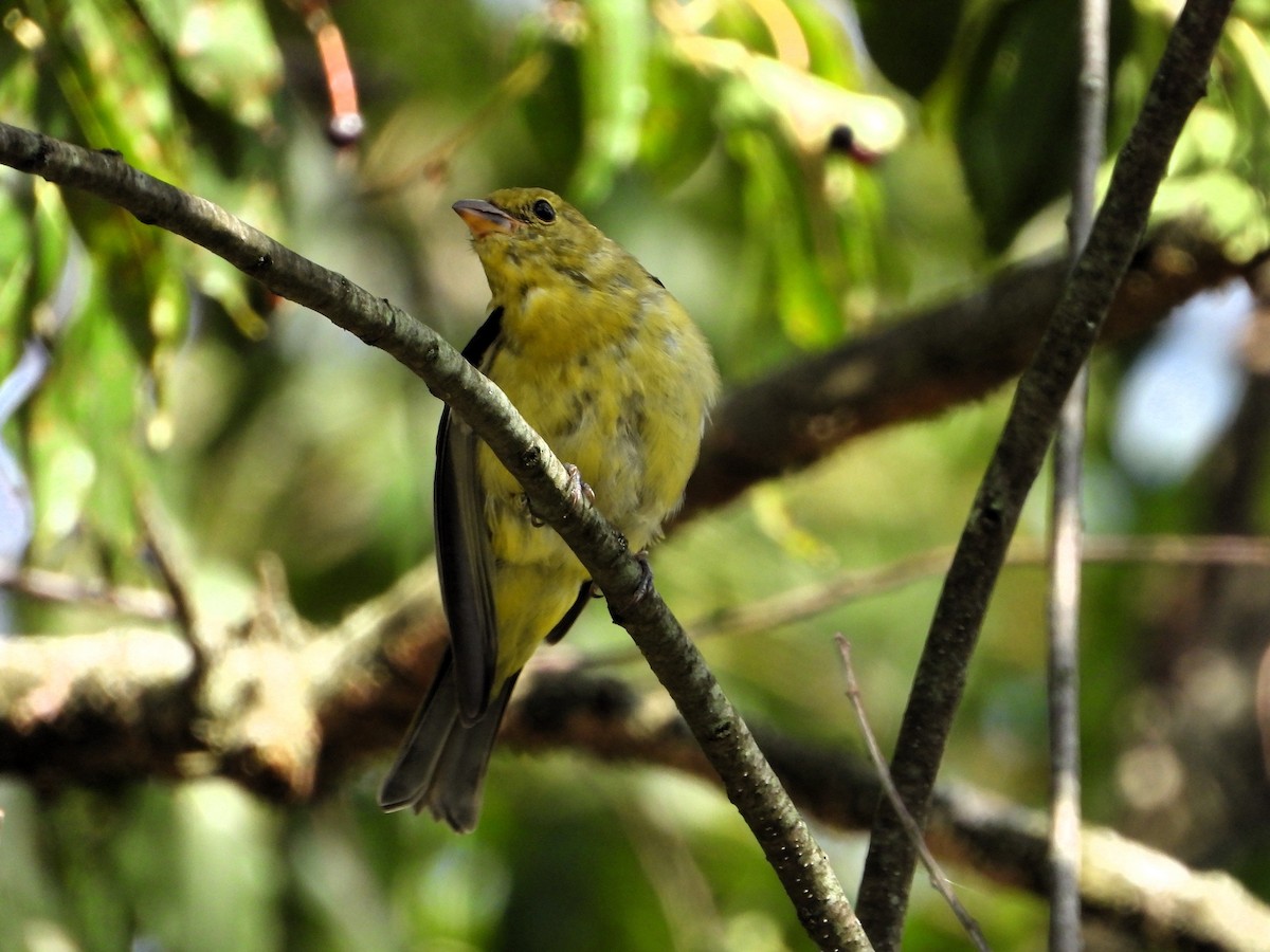 Scarlet Tanager - ML641025804