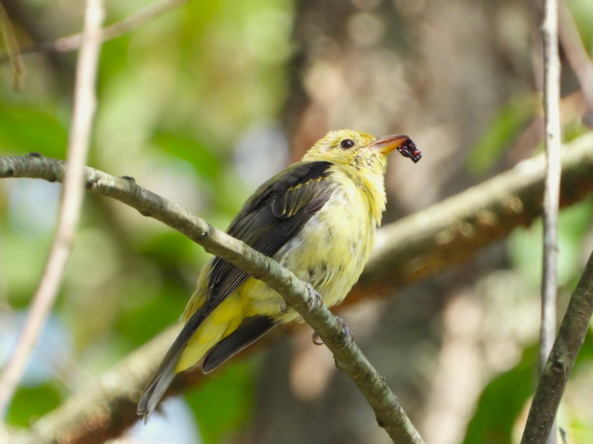 Scarlet Tanager - ML641025805