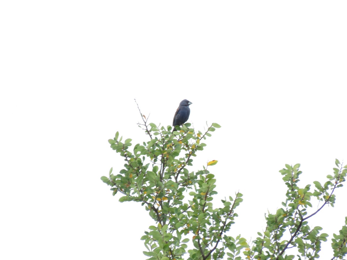 Blue Grosbeak - ML641025818