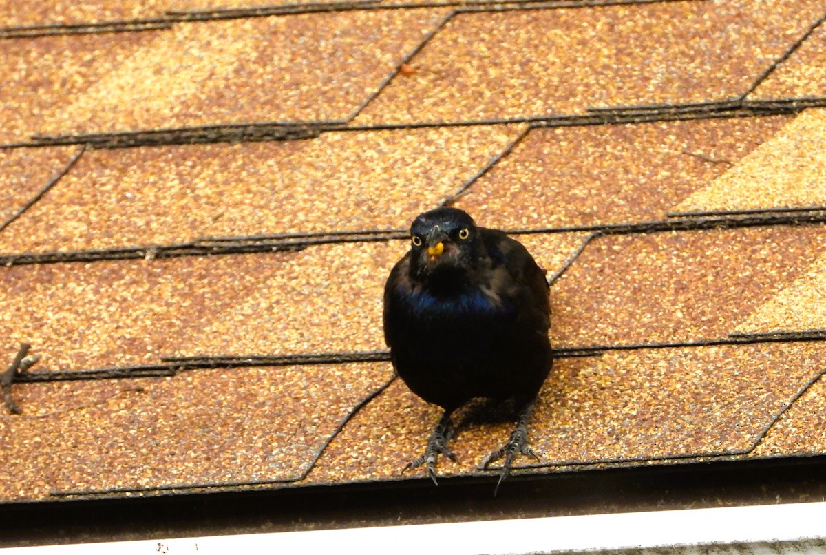 Common Grackle - ML641025826
