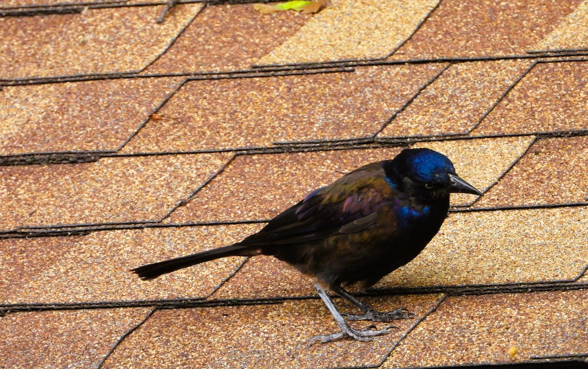 Common Grackle - ML641025827