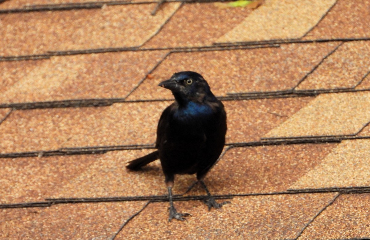 Common Grackle - ML641025828