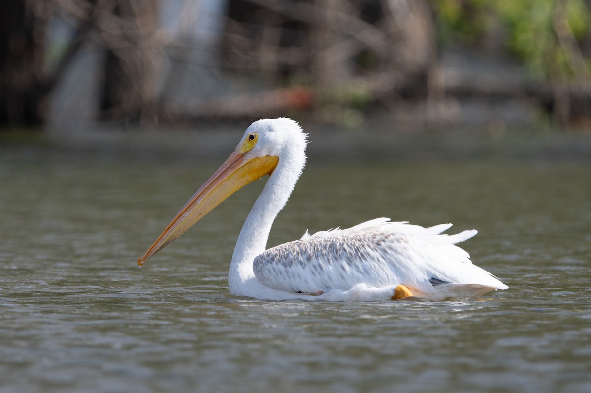 American White Pelican - ML641025832