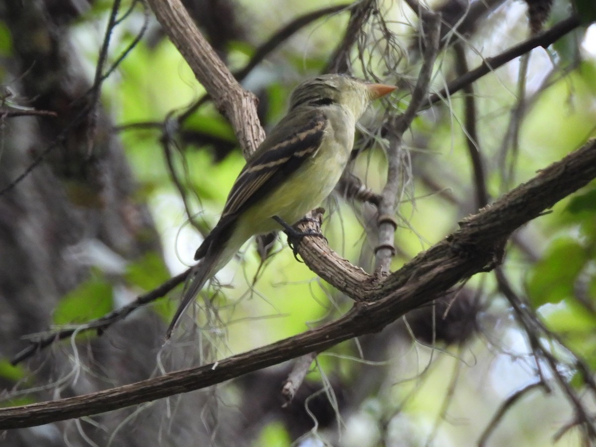 Acadian Flycatcher - ML641025876