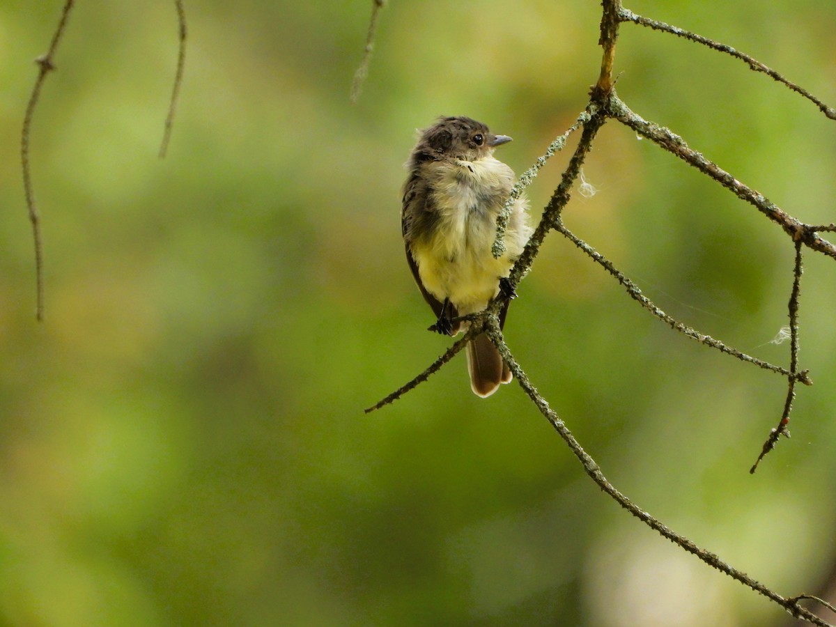 Eastern Phoebe - ML641025879