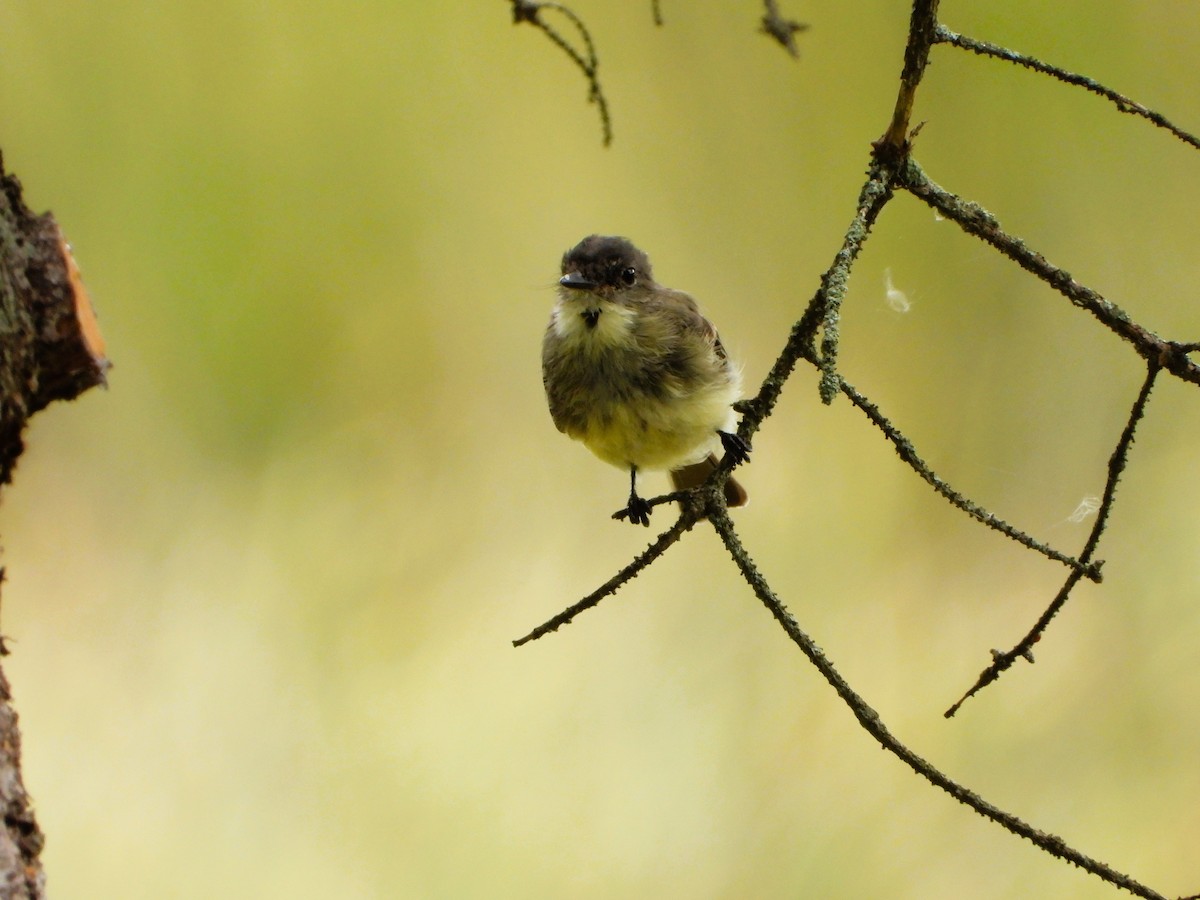 Eastern Phoebe - ML641025880