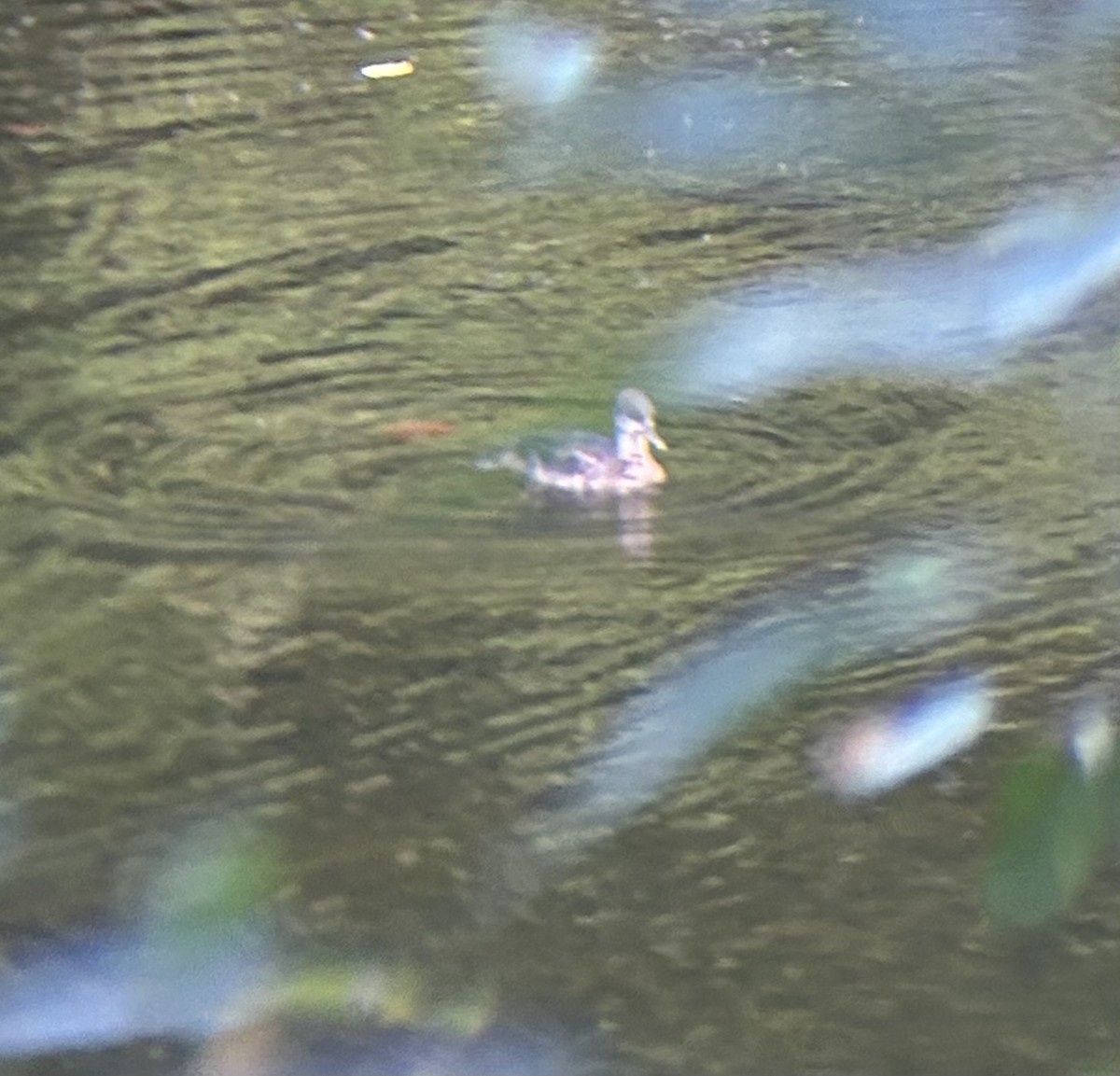 Hooded Merganser - ML641025901