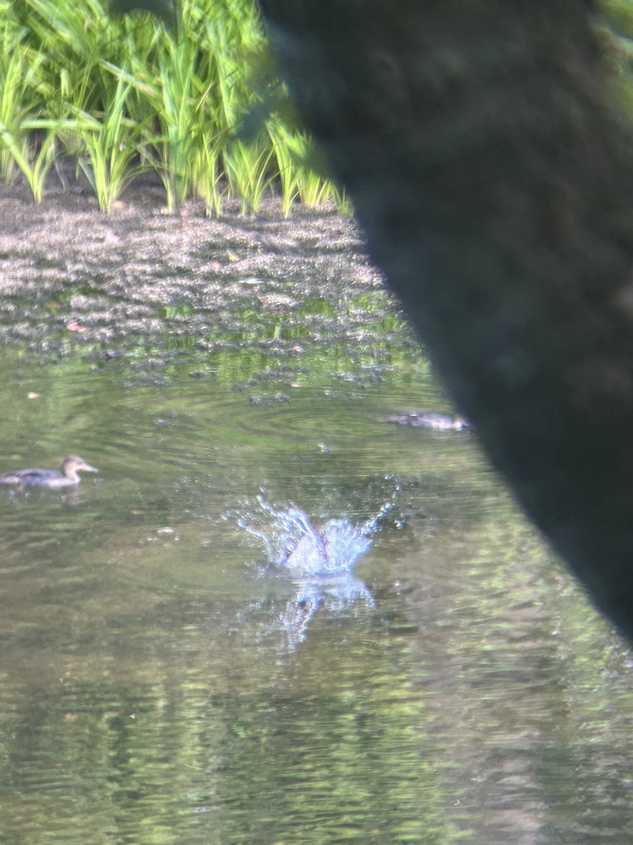 Hooded Merganser - ML641025903