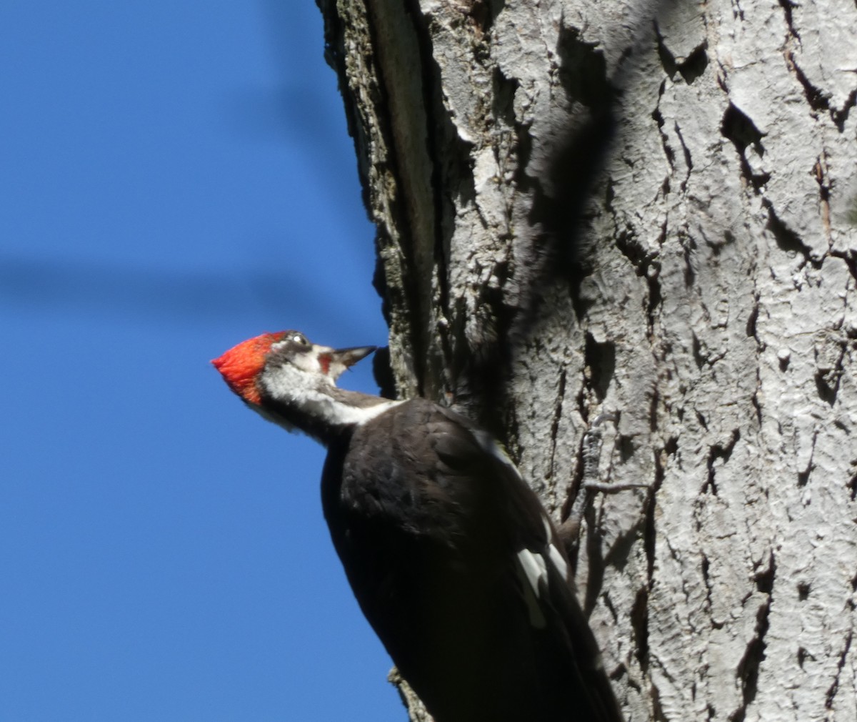 Pileated Woodpecker - ML641025908
