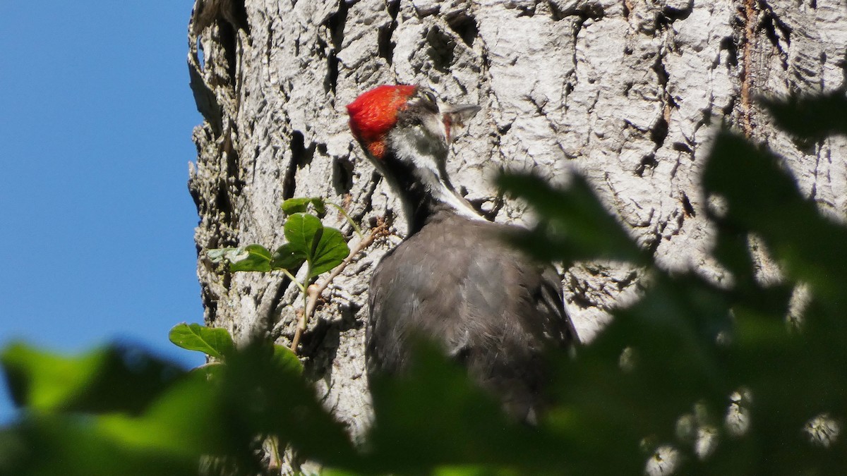 Pileated Woodpecker - ML641025914